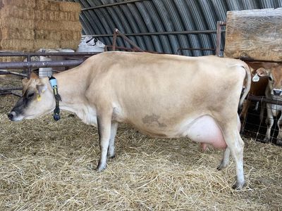 Jersey cow