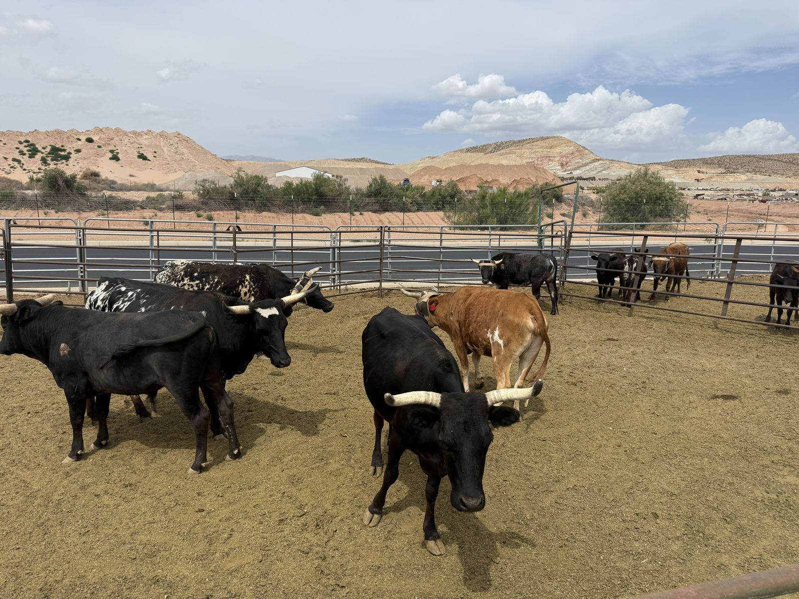 Rope cattle 