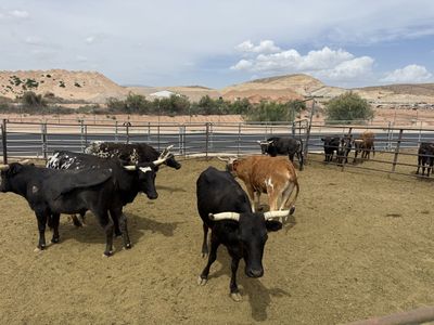 Rope cattle