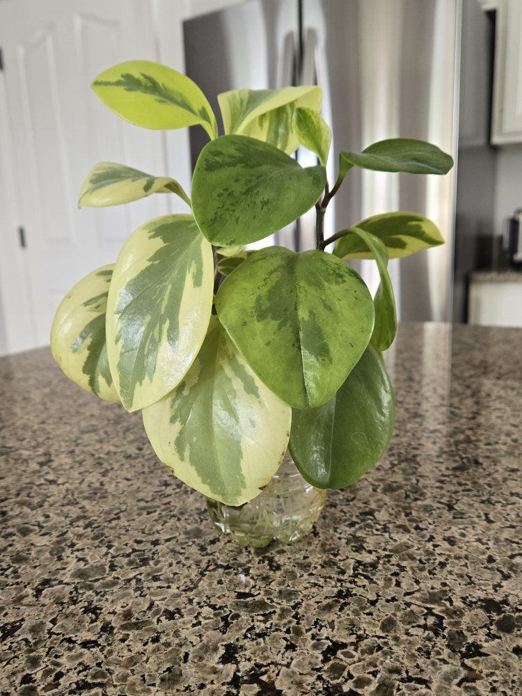 Variegated Peperomia "Citrus Twist" Baby Rubber Plant