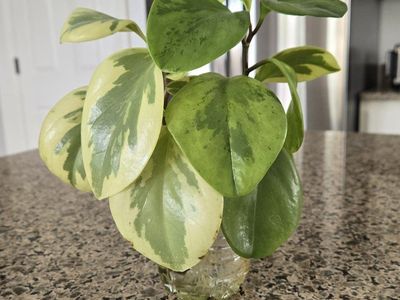 Variegated Peperomia "Citrus Twist" Baby Rubber Plant