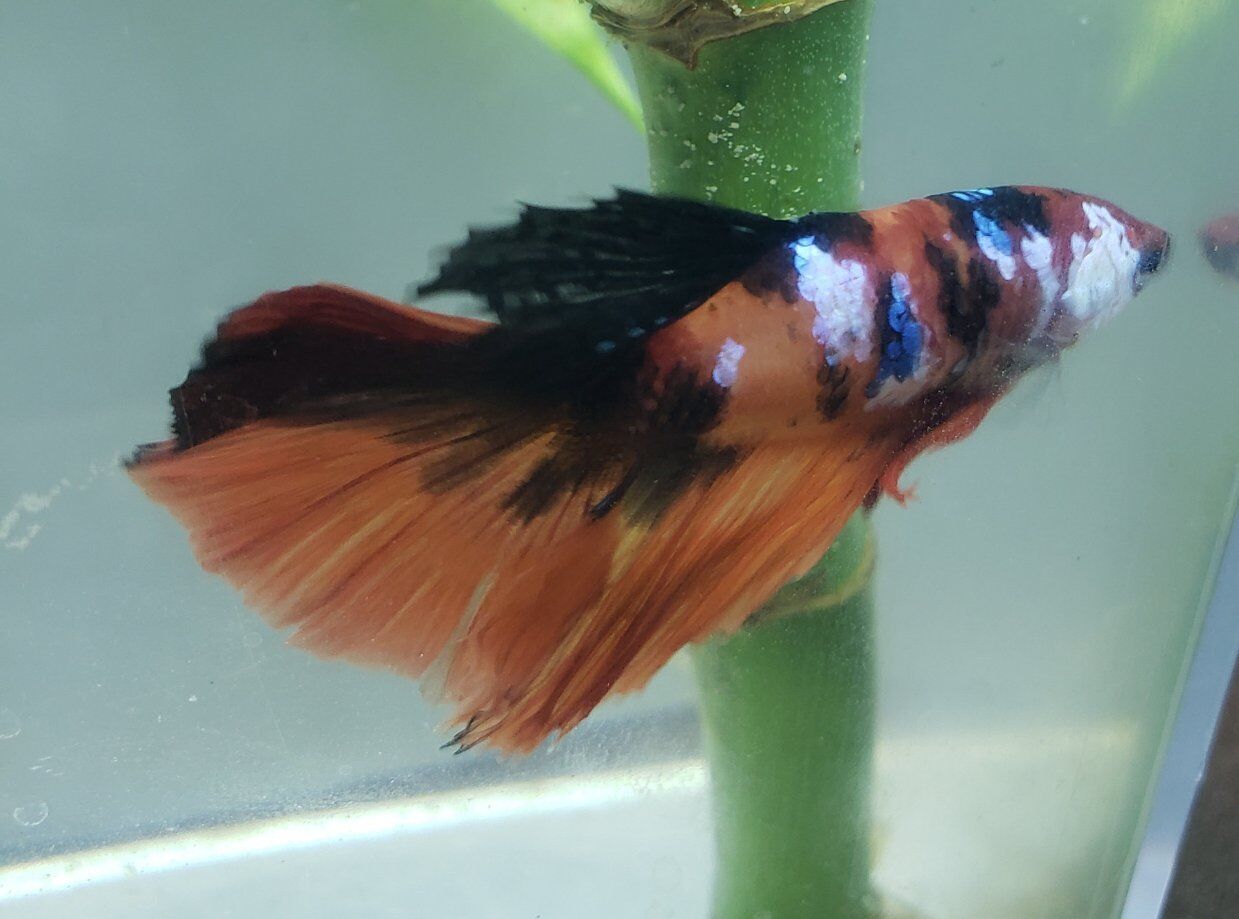 import halfmoon female Bettas