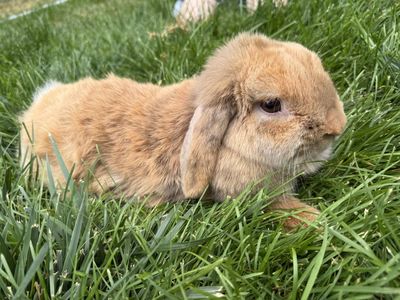 Female Holland Lop bunny