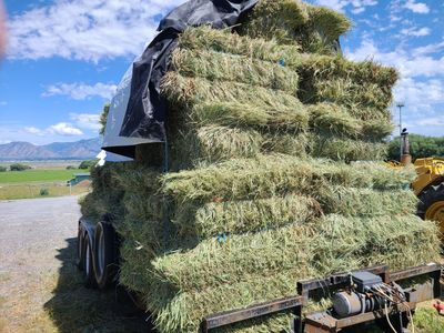 Grass Hay