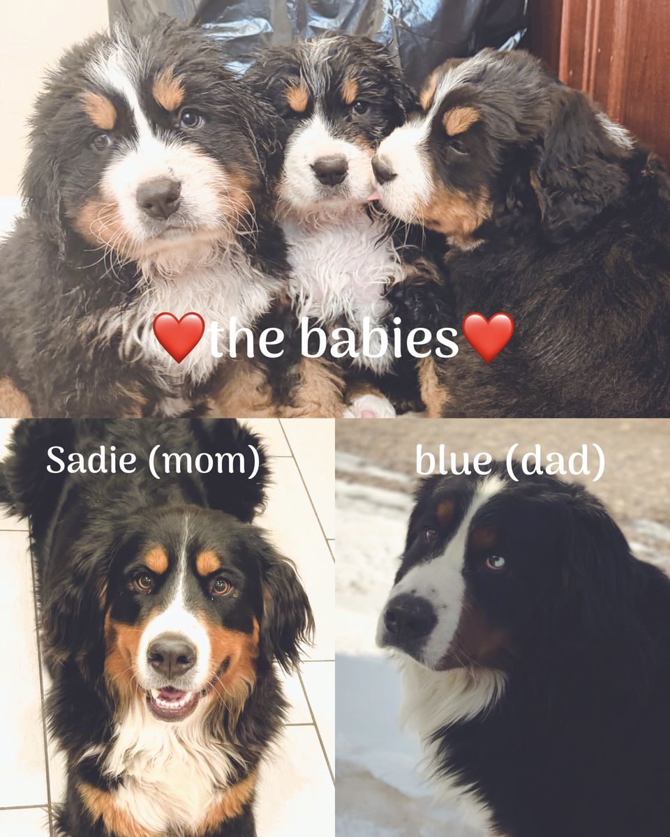 Bernese Mountain Puppies