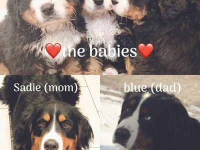 Bernese Mountain Puppies