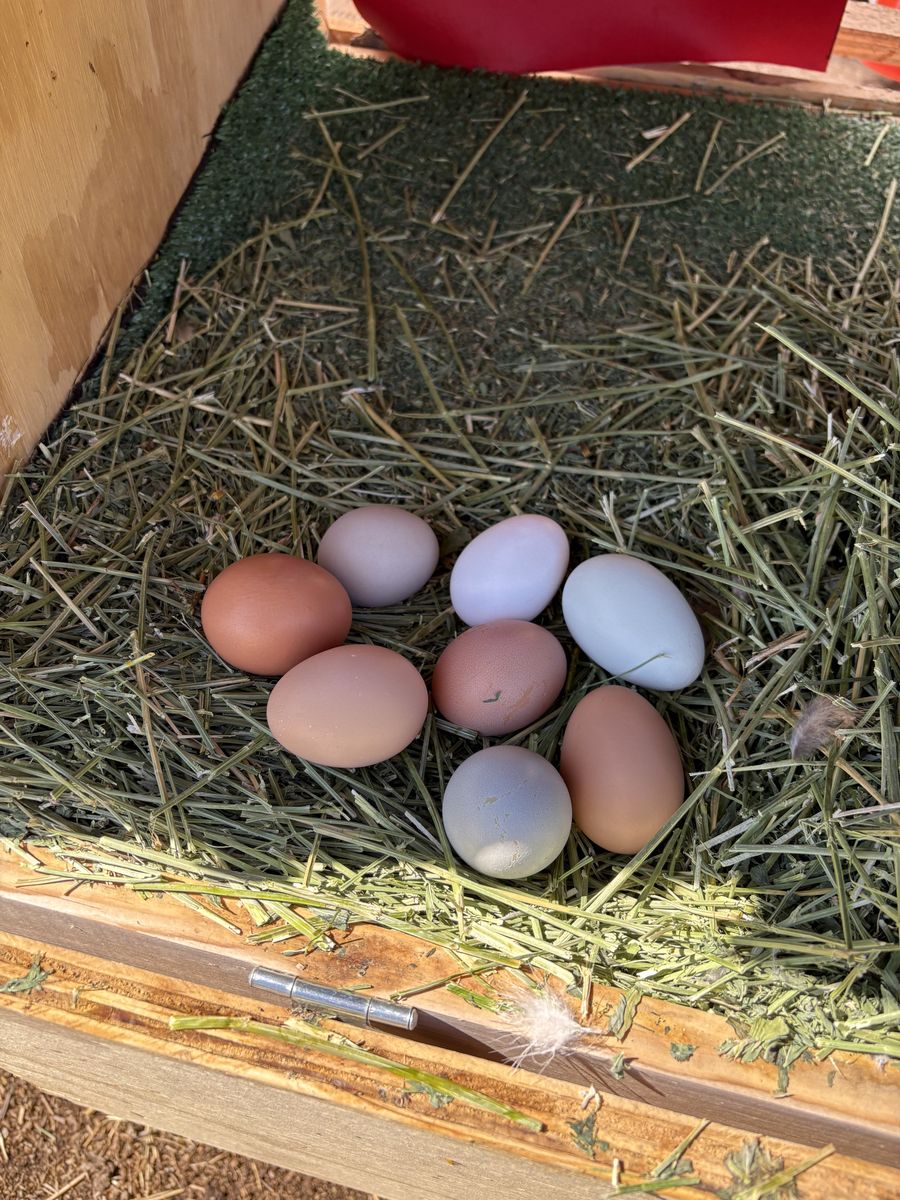 Fresh Eggs From Happy Hens