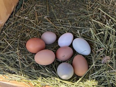 Fresh Eggs From Happy Hens