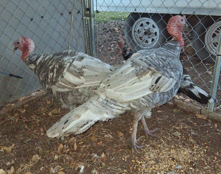 Blue Slate Tom Turkeys
