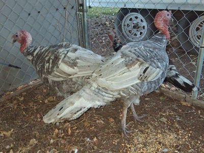 Blue Slate Tom Turkeys