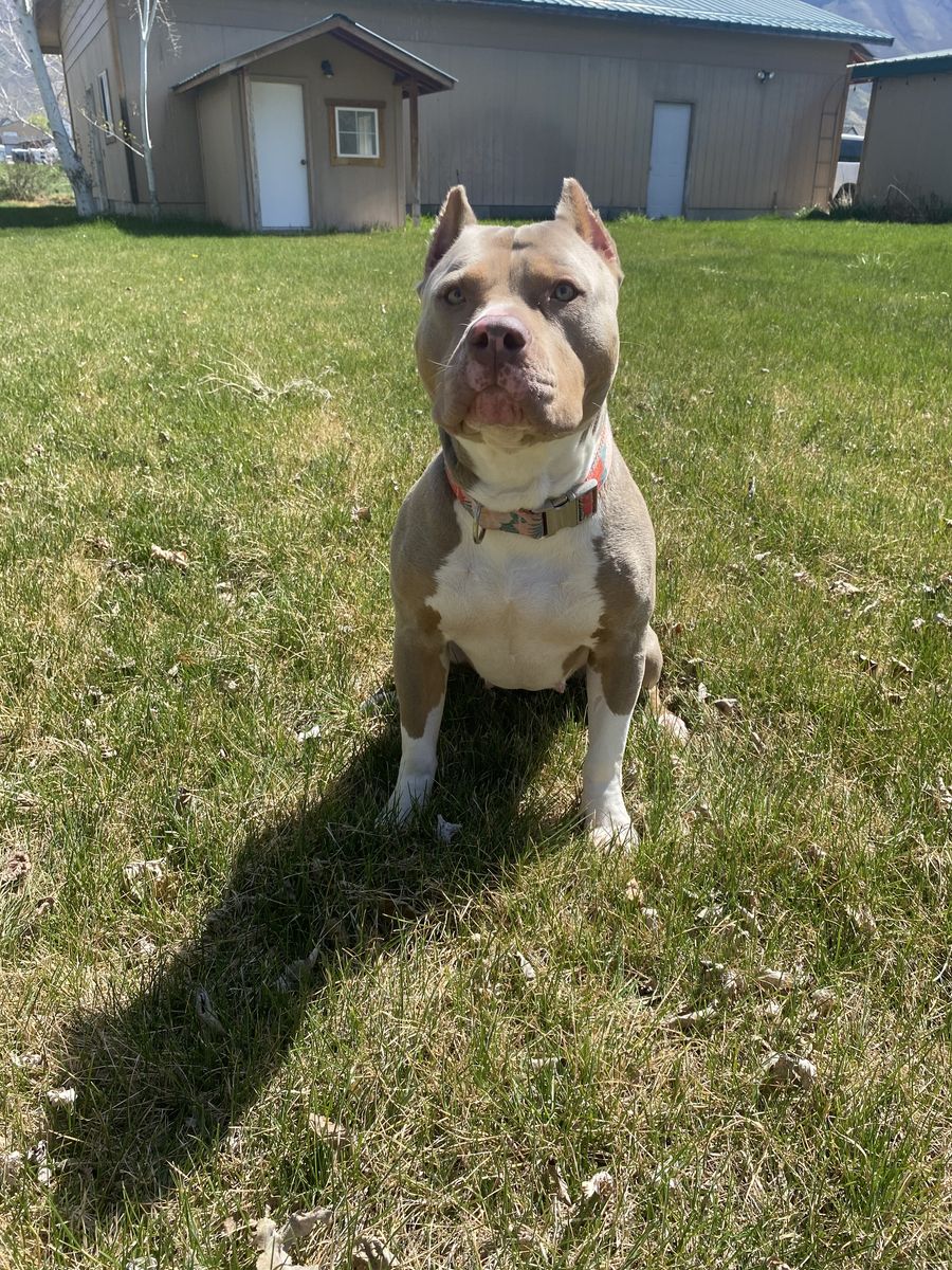 Nova - 2yo XL Bully Looking for a Calm Home