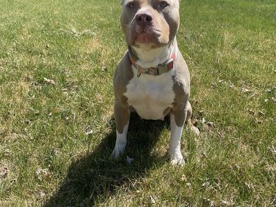 Nova - 2yo XL Bully Looking for a Calm Home