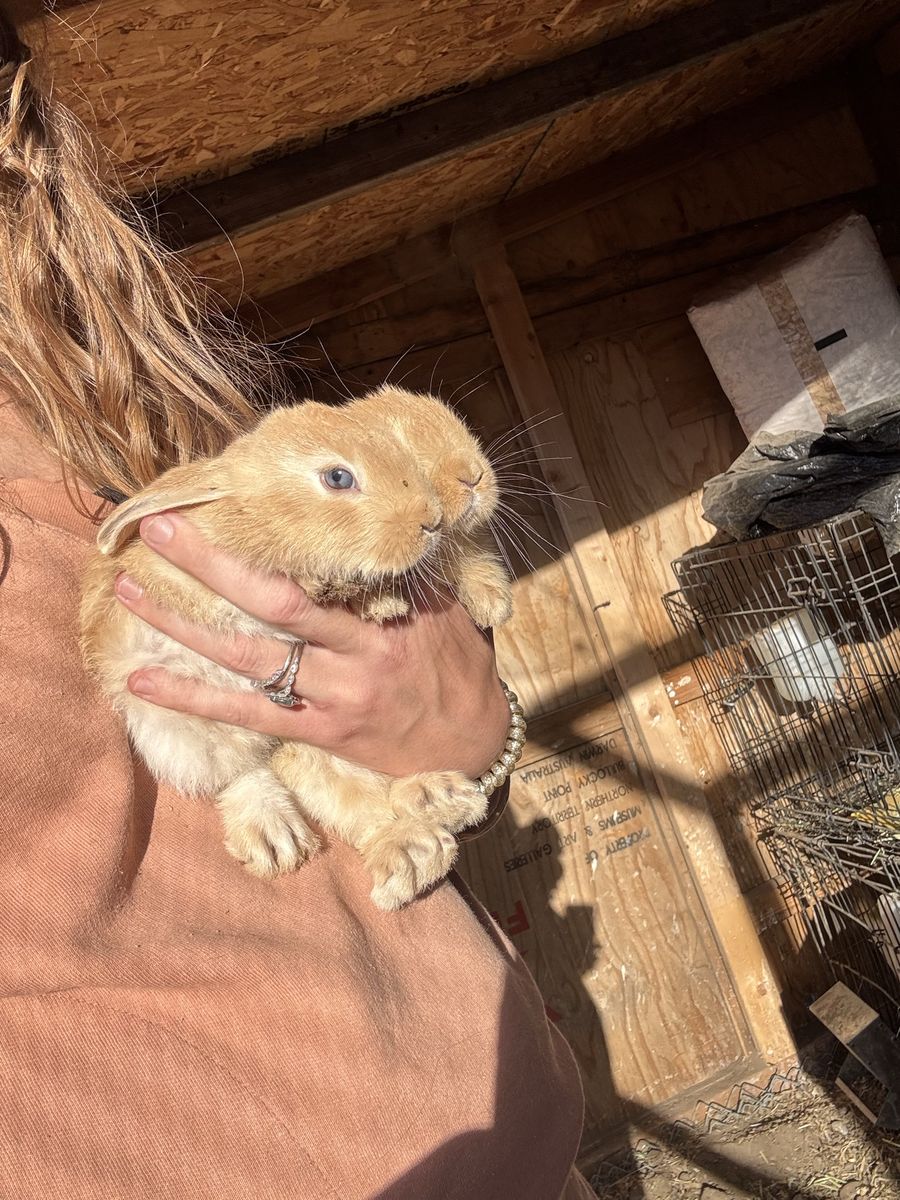 Baby bunnies