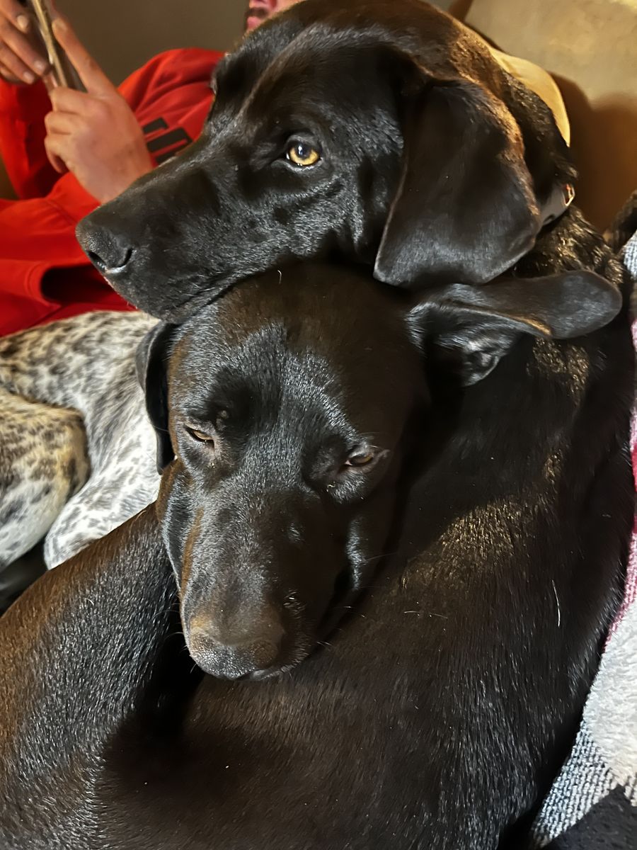 Outstanding Mountain Cur Stud Dogs Available for Breeding