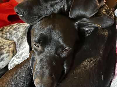 Outstanding Mountain Cur Stud Dogs Available for Breeding