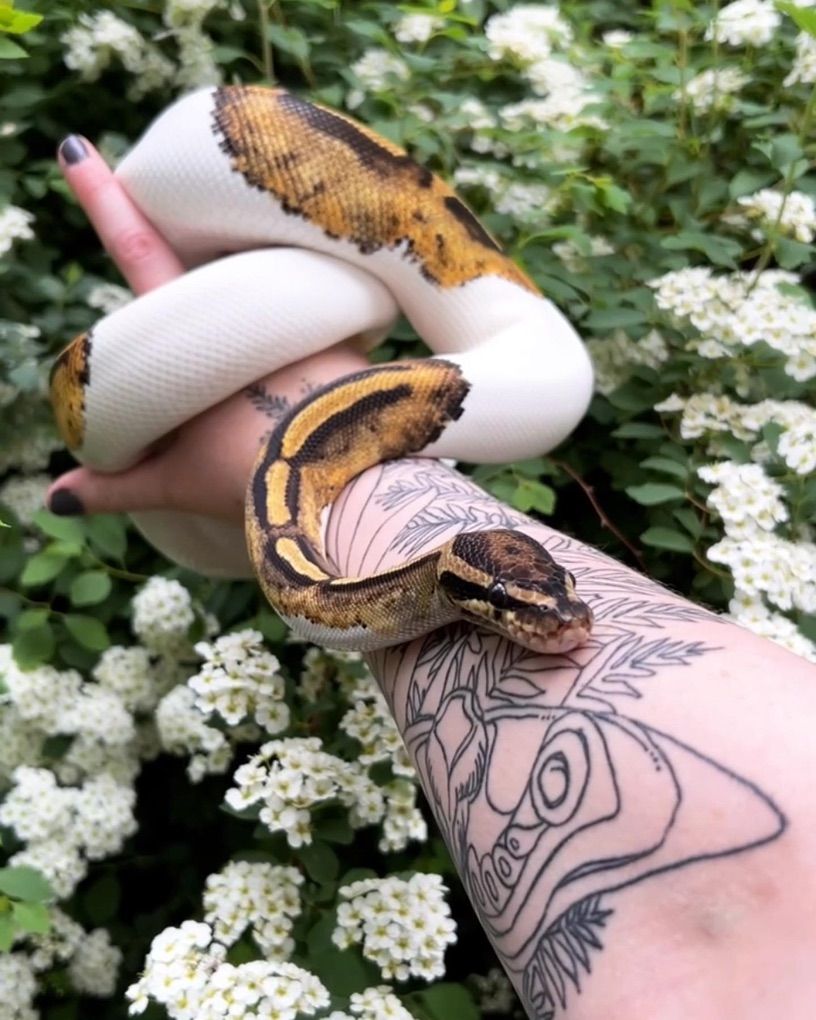 Pied Leopard Ball Python Female