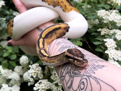 Pied Leopard Ball Python Female