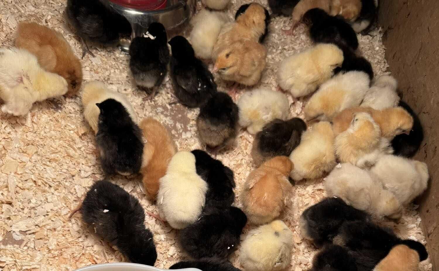 BarnYard chick mix