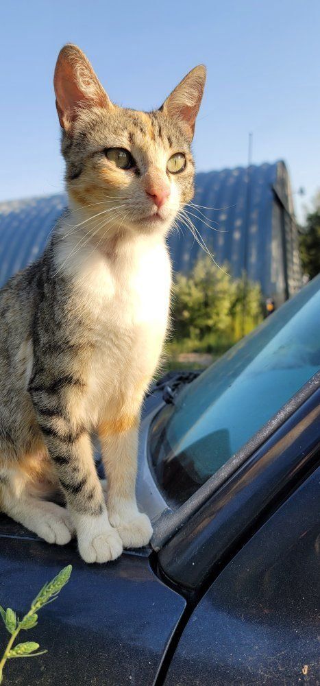 Kittens looking for loving homes