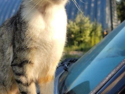 Kittens looking for loving homes
