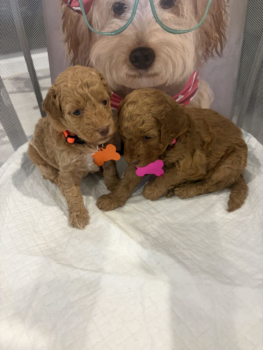 Mini Poodles