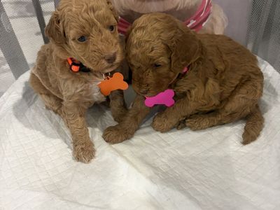 Mini Poodles