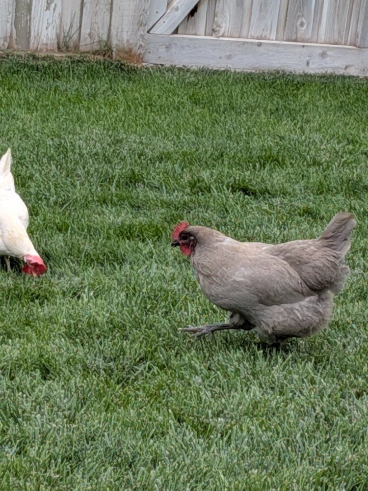 Lavender Orpington Hen Chicken