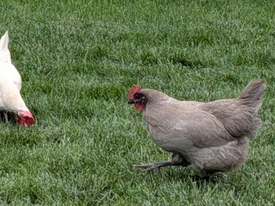 Lavender Orpington Hen Chicken