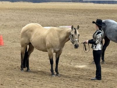 12yr old Buckskin Gelding