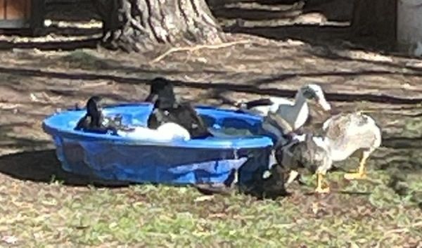 6 Young Ducks: Cayuga, Ancona & Silver Appleyard Flock (2026 Hatch)