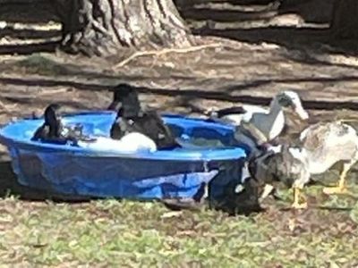6 Young Ducks: Cayuga, Ancona & Silver Appleyard Flock (2026 Hatch)