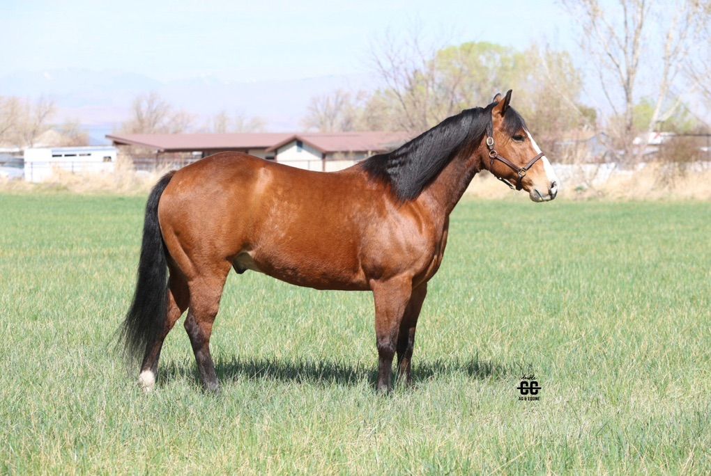 HHT RANCH/ROPE HORSES FOR SALE