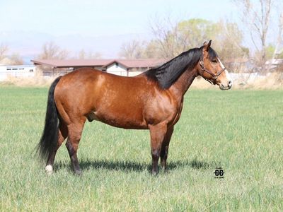 HHT RANCH/ROPE HORSES FOR SALE