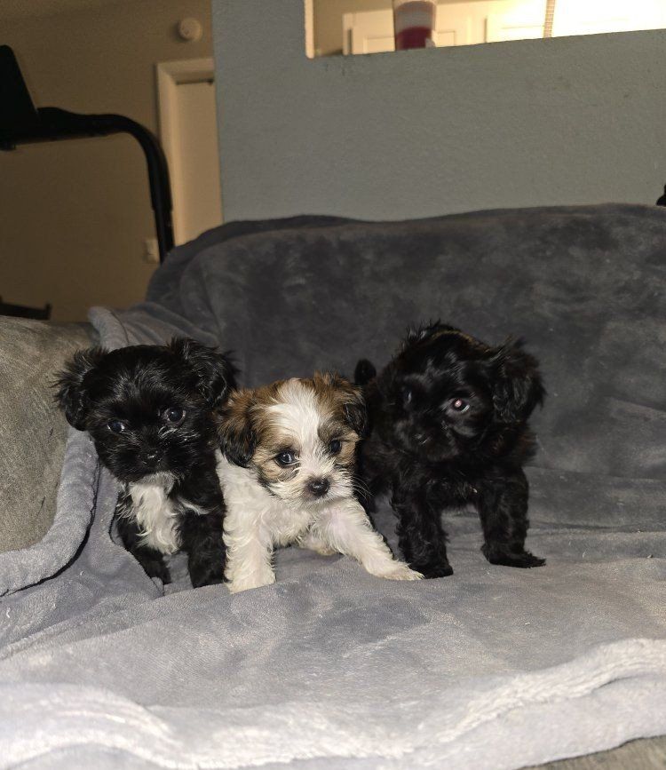 shih tzu yorkie  2 males 1 girl