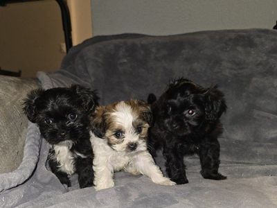 shih tzu yorkie 2 males 1 girl