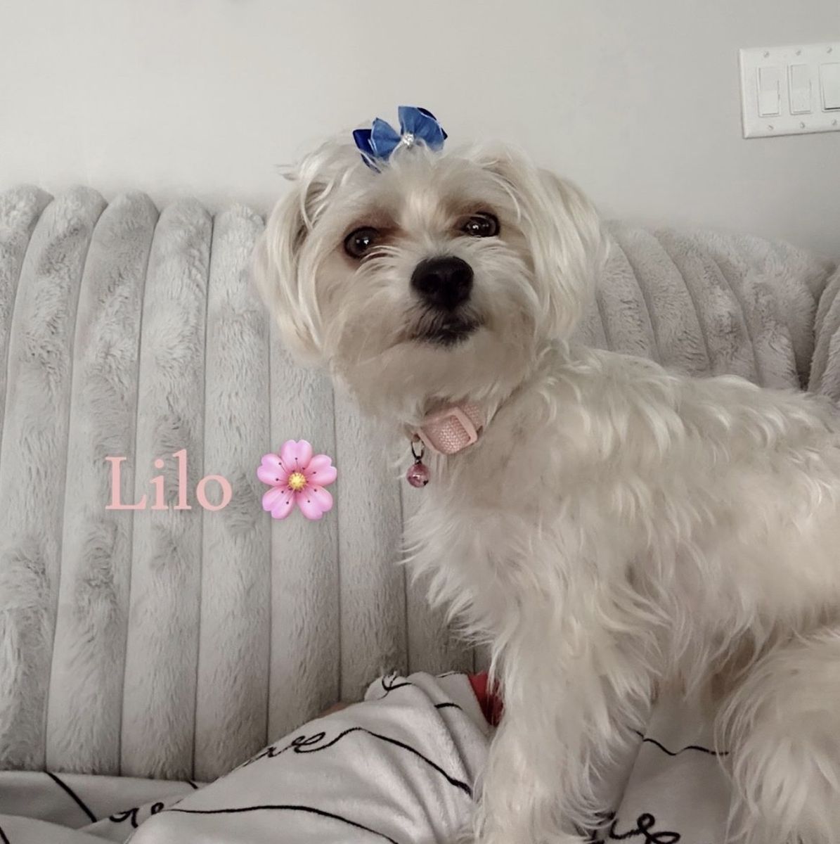 Adorable Fully Trained Morkiepoo