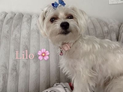 Adorable Fully Trained Morkiepoo