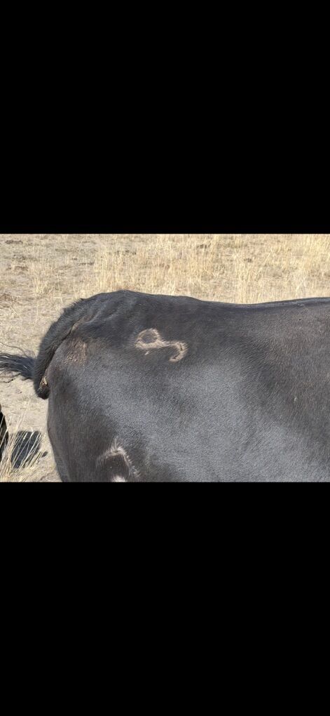 2 Cows Stolen  $1000 Reward