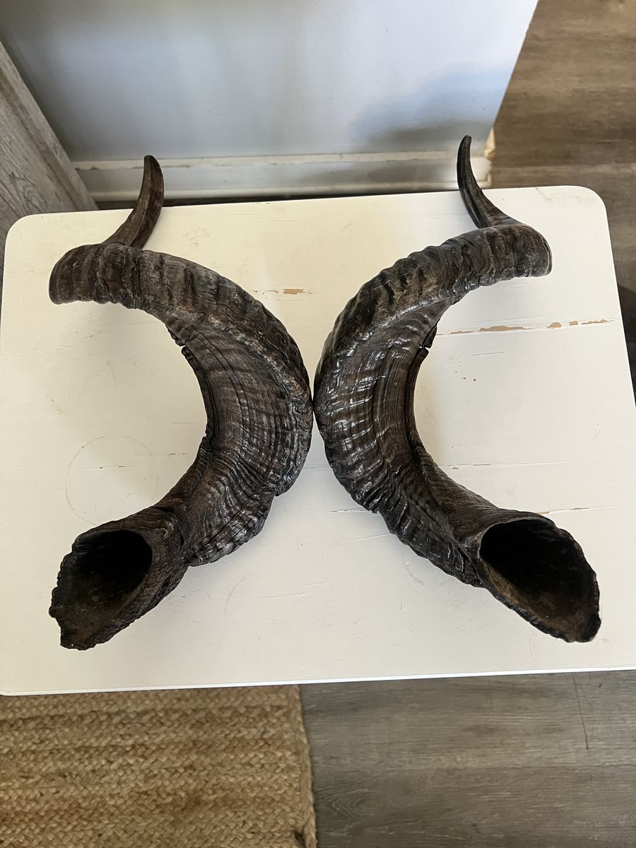 Great condition goat horns
