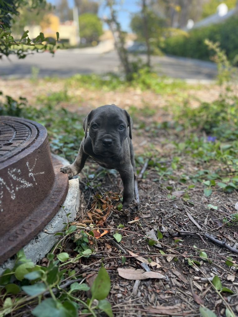 Purebred Blue Cane Corsos AKC/CKC