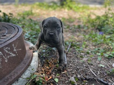 Purebred Blue Cane Corsos AKC/CKC