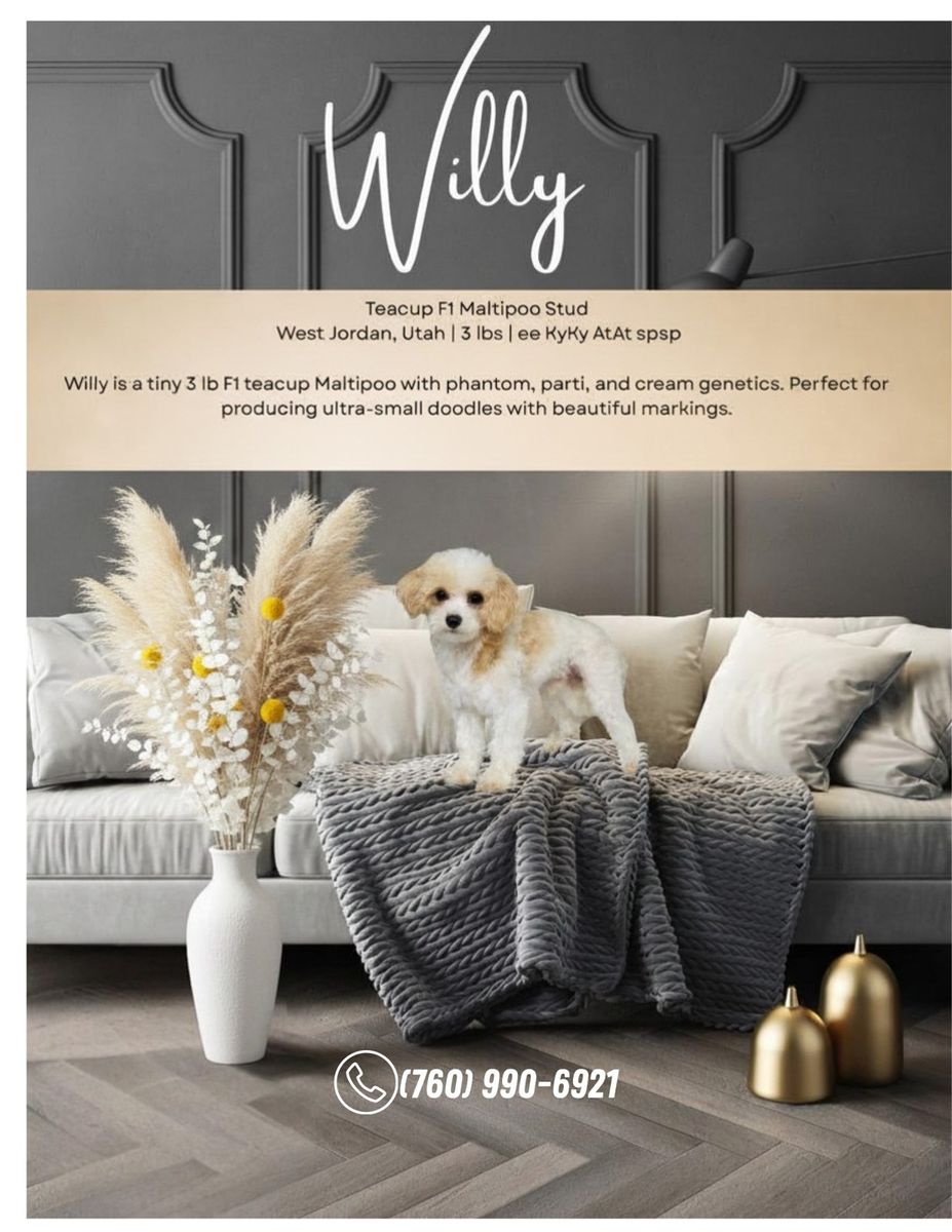 Willy - Teacup F1 Maltipoo Stud, 3 lbs, Phantom Parti Cream Genetics