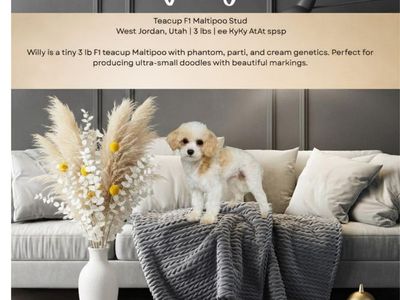 Willy - Teacup F1 Maltipoo Stud, 3 lbs, Phantom Parti Cream Genetics