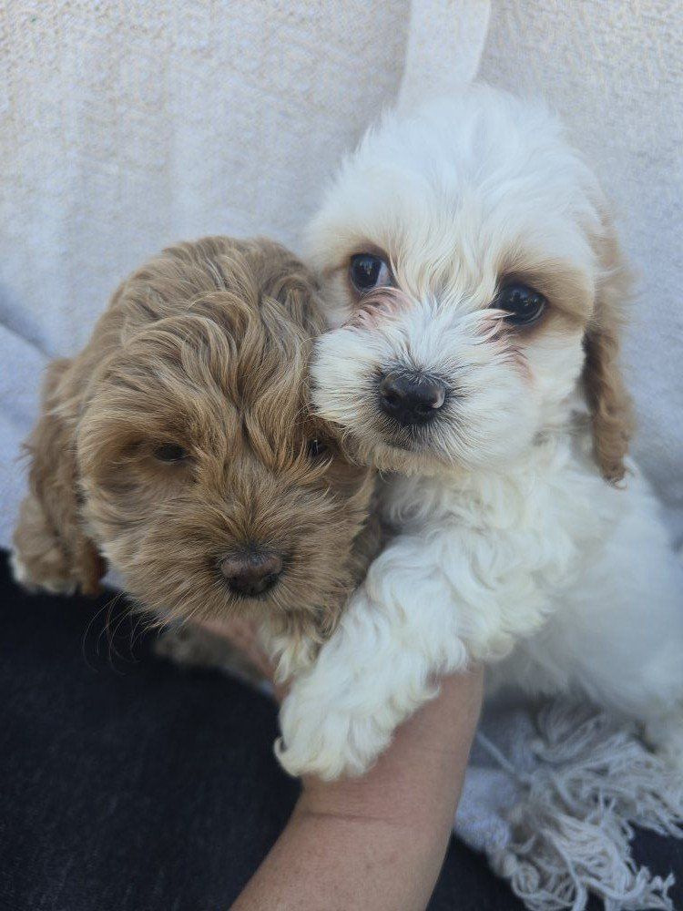 Cockapoo Females
