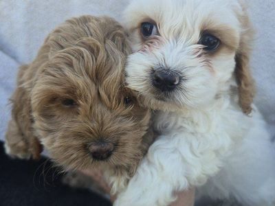 Cockapoo Females