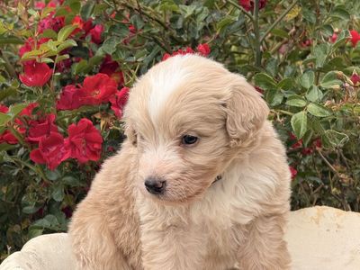 F1 pure Golden-Doodles puppies