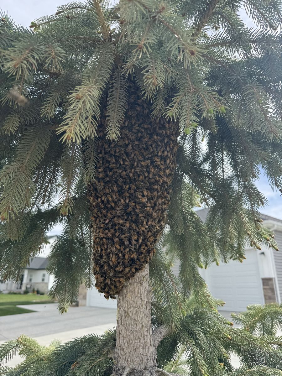 Honey Bee Swarm Wanted