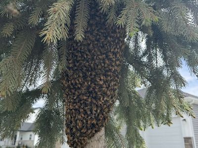 Honey Bee Swarm Wanted