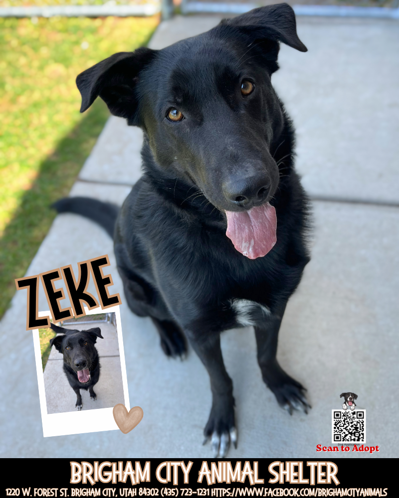 Zeke Sweet Dog Looking for the Right Home