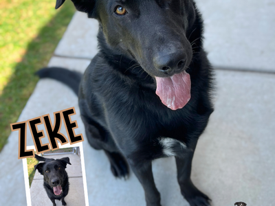 Zeke Sweet Dog Looking for the Right Home